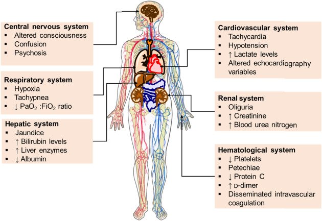 liver kidney conditions